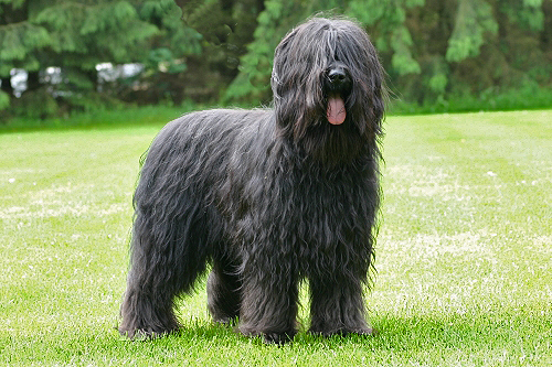 Champion Nitro du chateau magic